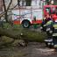 Galeria foto: Powalone drzewo w parku na Placu Kociuszki w Lesznie