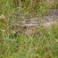 Galeria foto: Sowackie zajce w lubiskich lasach