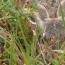 Galeria foto: Sowackie zajce w lubiskich lasach