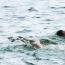 Galeria foto: XX Maraton Pływacki na Jeziorze Wonieskim