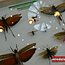 Galeria foto: Pajki, skorpiony i modliszki w galerii Cuprum Arena w Lubinie 